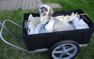 cargo - How do you carry a dog on a bike? - Bicycles Stack Exchange
