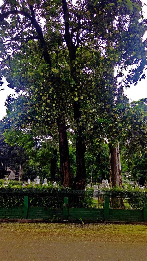 Arjun Trees on Fuller Road 2 | Terminalia arjuna with flower… | Flickr