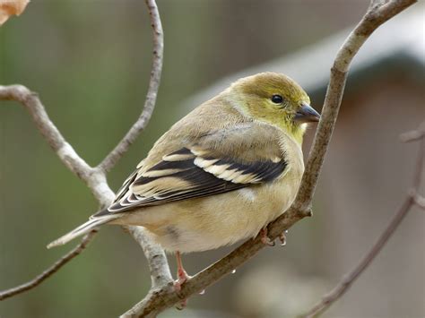 Female American Goldfinch - FeederWatch