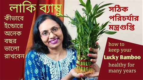 Lucky Bamboo indoor plant care. লাকি বাম্বু কী করে ইন্ডোরে জলের মধ্যে অনেকদিন ভালো রাখবেন। - YouTube