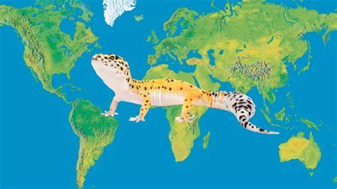 Where Do Leopard Geckos Come From? – Leopard Gecko Habitat