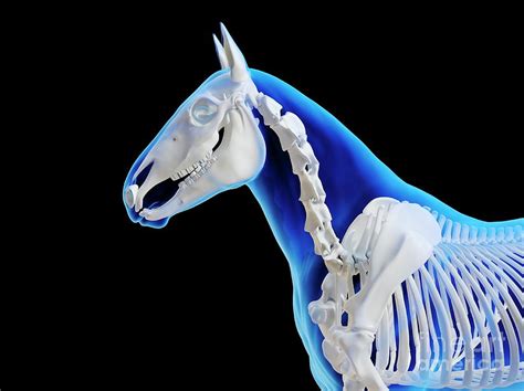 Horse Skeleton Photograph by Sebastian Kaulitzki/science Photo Library