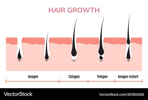 Hair growth cycle skin follicle anatomy anagen Vector Image