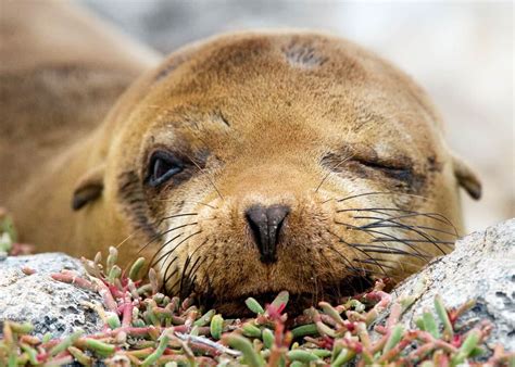 14 Amazing Galapagos Animals (To See on Your Trip!) | Latin Roots Travel