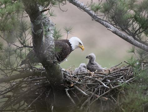 Bald Eagle Nest Etiquette | From the Field