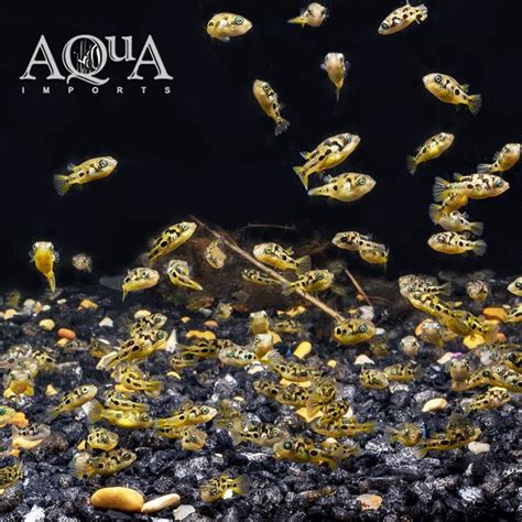 Dwarf Pea Puffer (Carinotetraodon travancoricus) - Aqua Imports