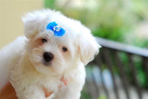 All new wallpaper : Beautiful puppies dogs