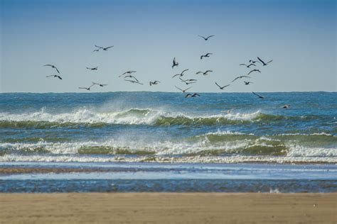 Free Images : beach, sea, coast, sand, ocean, horizon, shore, seabird ...