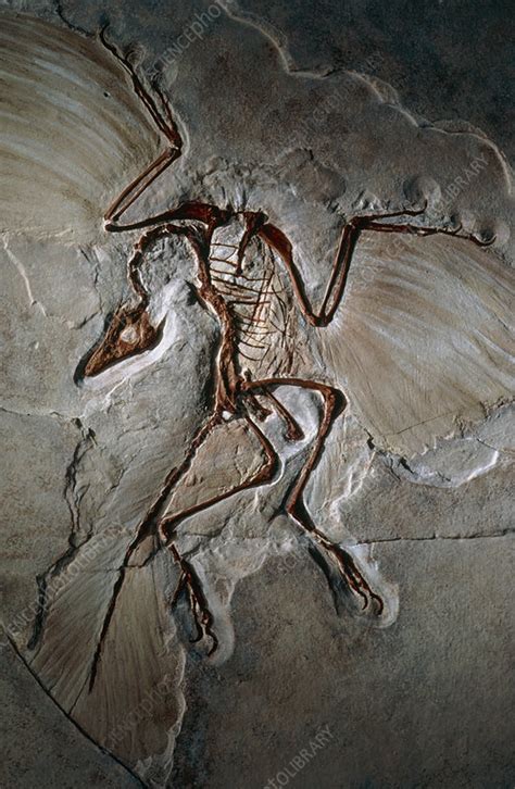 Archaeopteryx fossil - Stock Image - E445/0118 - Science Photo Library