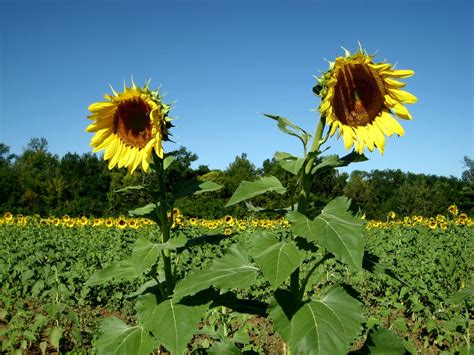 twin_sunflowers | Debra Smouse | Flickr