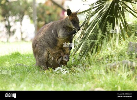 A mesmerizing shot of an adorable wallaby kangaroo with a baby in the pouch Stock Photo - Alamy