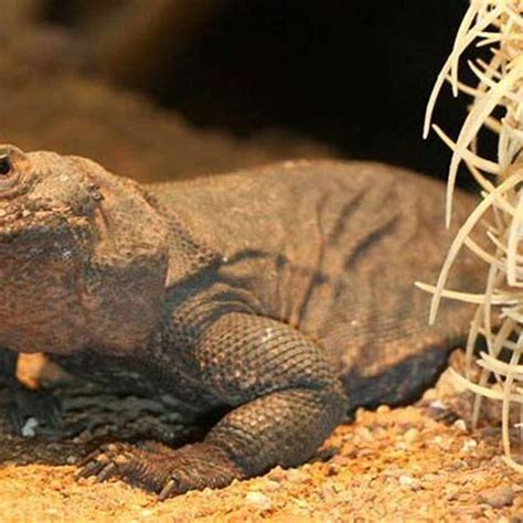 What kind of animal is a chuckwalla? - DIY Seattle