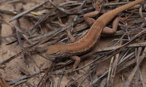 10 Rarest Lizard Species In The World - WorldAtlas