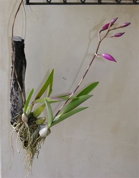 30 best ORCHIDS - Hanging Baskets & Pots images on Pinterest | Landscaping, Caring for orchids ...