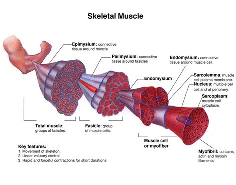 B. Perimysium – Introduction To The Muscular System