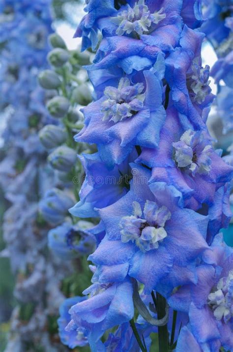 Delphinium Blue Flowers stock image. Image of petal - 140003311