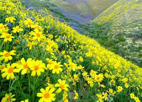 Wildflower season may bring beautiful blooms - Paso Robles Daily News