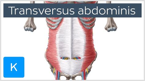 Transversus Abdominis Muscle: Function & Origins - Human Anatomy ...