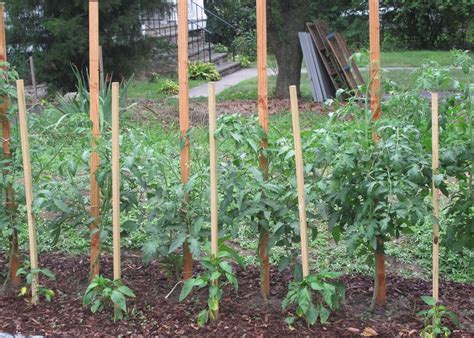 Super simple tomato supports! | Veggie garden, Tomato support, Plants