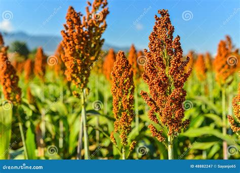 Sorghum Field in Morning Sun Light. Stock Image - Image of seed, green: 48882247