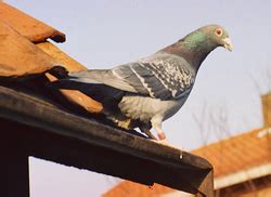 Homing pigeon | Wiki | Everipedia