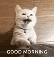 Funny Cat Good Morning Meme