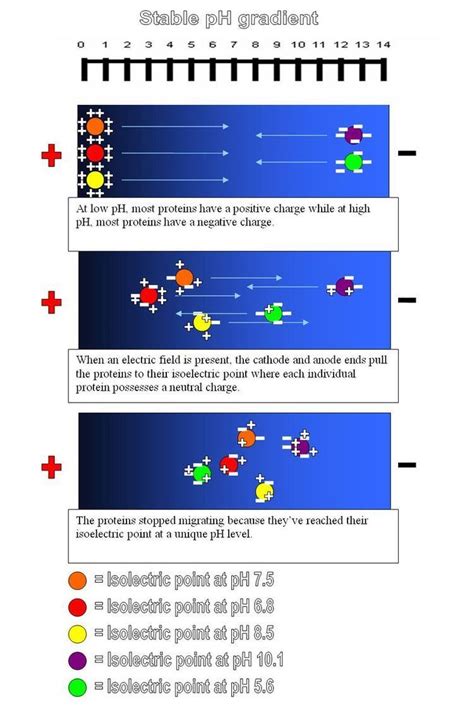 Isoelectric focusing - Alchetron, The Free Social Encyclopedia