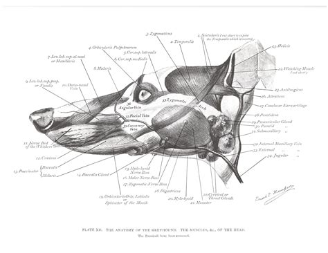 Dog Head Anatomy