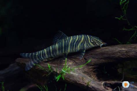 Zebra Loach Care, Breeding, Feeding And Tank Mates