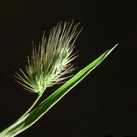 Green Seed Head Of Wild Grass, Close-up by Diane Miller