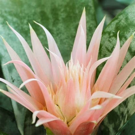 Bromeliad Care Tips | Calloway’s Nursery