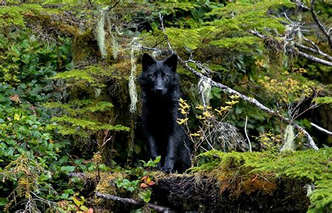 Rare Southeast Alaska Wolf One Step Closer to Endangered Species Protection | Defenders of Wildlife