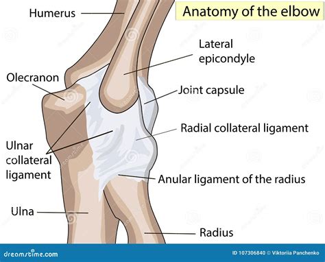 Anatomical Design. Posterior And Radial Collateral Ligament Of The ...