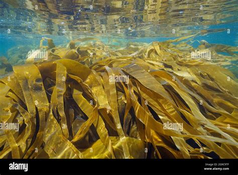 Kelp Laminaria Algae seaweeds underwater in the ocean, Atlantic, Spain ...