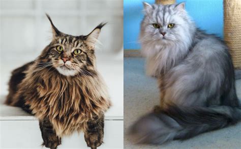 Maine Coon vs Persian Cat - MaineCoon.org