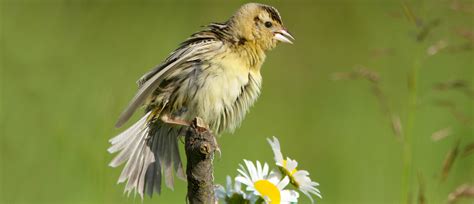 Bobolink - American Bird Conservancy