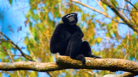 The Gibbons of the Garo Hills: Importance of movement behavior in ...