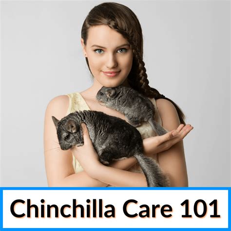 Chinchilla Care 101 (Complete Guide On Caring For Chinchillas)