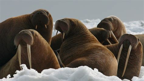 On Thin Ice: Subsistence Walrus Hunting and the Adaptation to a Changing Climate in Alaska ...