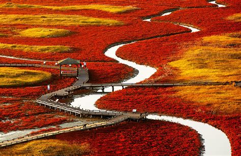 red fields of south korea photo | One Big Photo