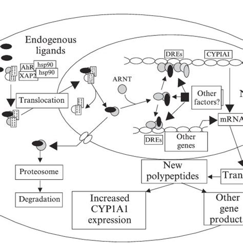 Possible molecular mechanism of gene expression related to the ...