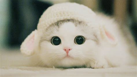 Cute Kittens Will Melt Your Heart - Kittens That Will Make You Fall In ...