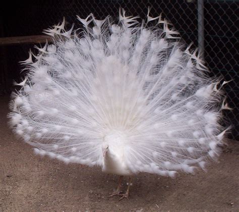 White male – Breeder | Peacocks & More