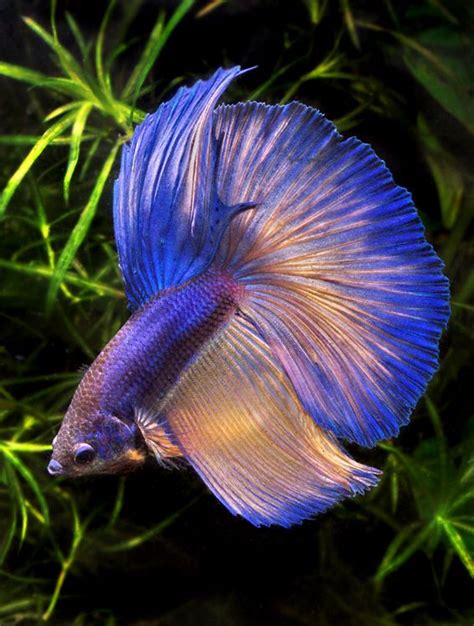 1000+ images about Beta fish on Pinterest | Auction, Red dragon and ...