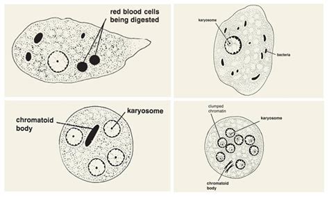 Differences Between Entamoeba histolytica and Entamoeba coli