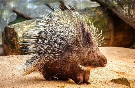 Porcupine - Description, Habitat, Image, Diet, and Interesting Facts