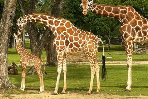 Global Wildlife Center Welcomes Baby Giraffe “Amari” - Global Wildlife