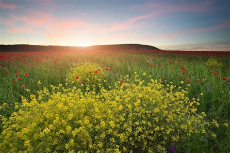 Premium Photo | Spring flowers in meadow