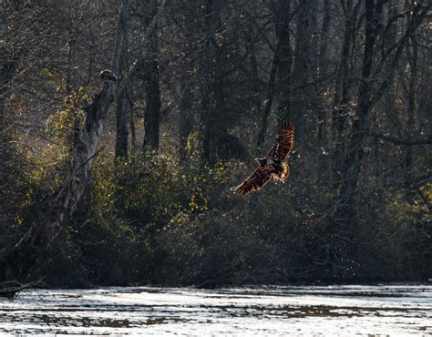 Photographing Bald Eagles at Jordan lake dam – Best Life Birding