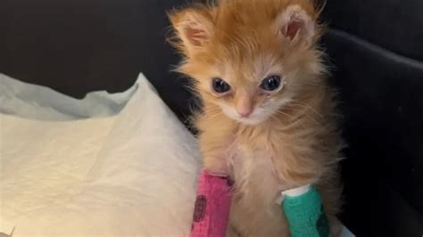 Disabled orange kitten, Tater Tot, with VERY angry face becomes new internet star | Daily Mail ...